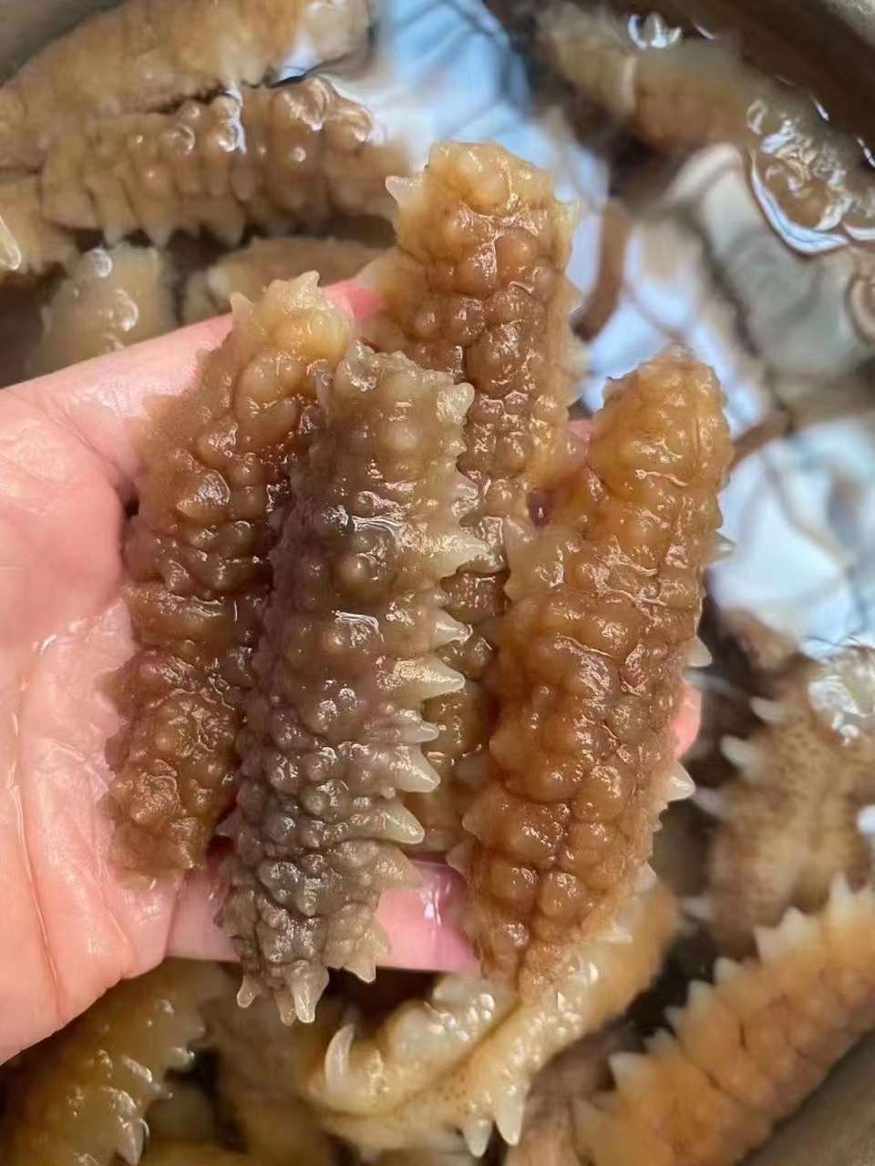 Small black thorn Sea Cucumber